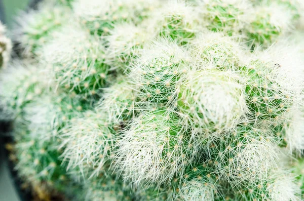Selective focus close up on Golden barrel cactus (Echinocactus g — Stock Photo, Image