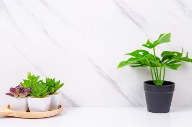 Yeşil bitkili boş mermer duvar kağıdı masaName.