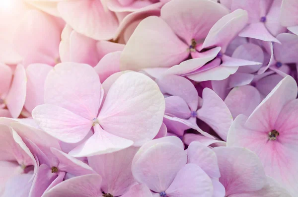 Naturliga hortensia blommor bakgrund. — Stockfoto