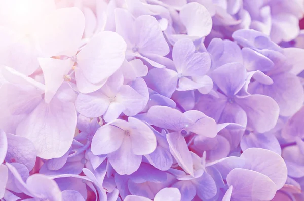 Natural hydrangea flowers background. — Stock Photo, Image