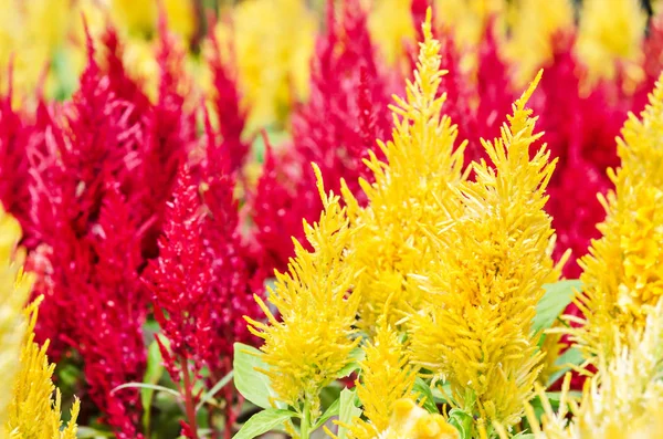 Colorful cockscomb flower plant yellow and red. — Stock Photo, Image