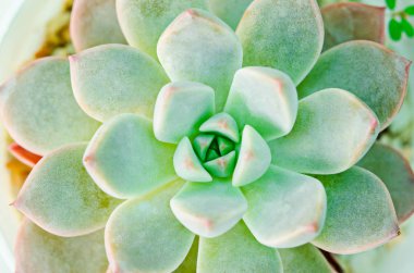 Doğal arka plan Kaktüs sulu bitkisi.