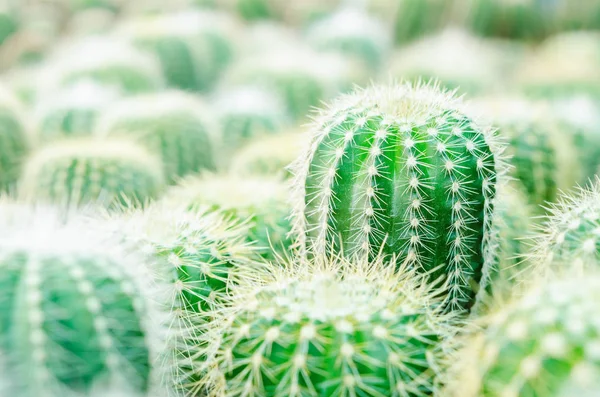 Enfoque selectivo de cerca en el cactus de barril dorado . — Foto de Stock