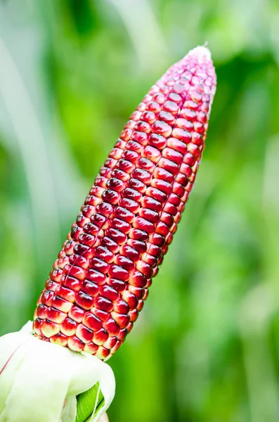 Hasat taze kırmızı Mısır gösteriliyor. — Stok fotoğraf