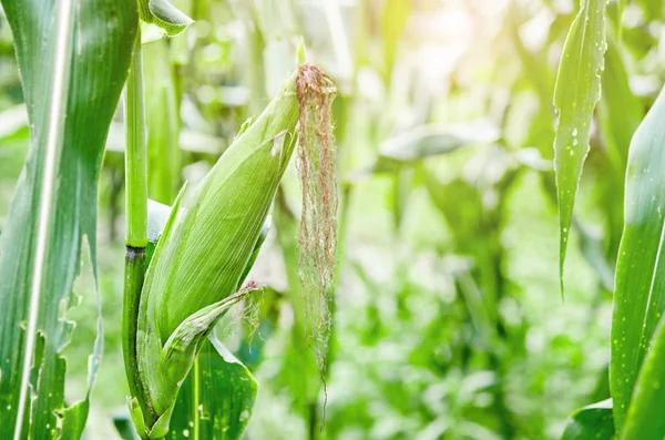 Fresh purple corn fruits in farm. — Stock Photo, Image