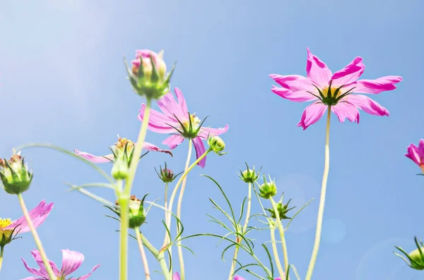 Mavi gökyüzünde Cosmos Çiçekler. — Stok fotoğraf