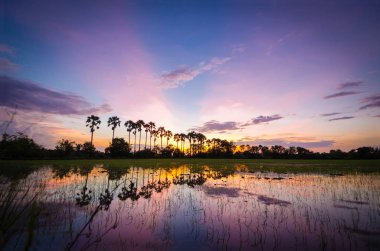 Toddy palmiyelerinin ya da şeker palmiyelerinin silueti.