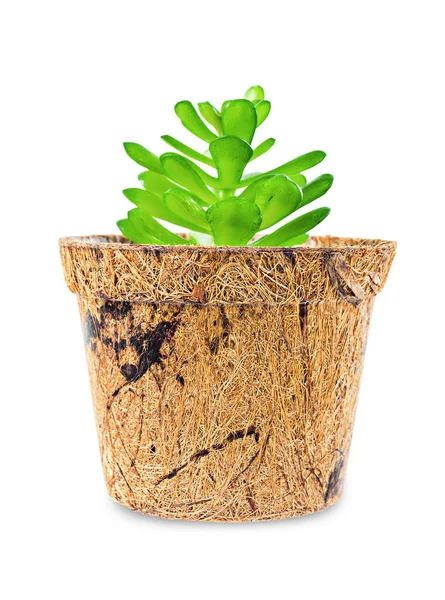 Blomkruka Kokosfibrer Växt Med Grönt Träd Isolerad Vit Bakgrund Klippning — Stockfoto