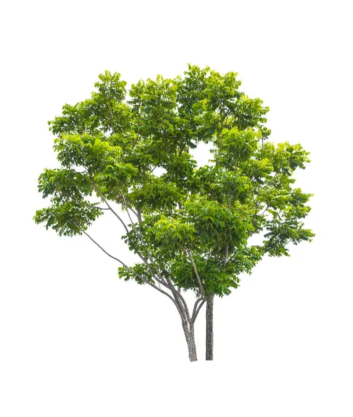 Bellissimo Albero Verde Isolato Sfondo Bianco — Foto Stock