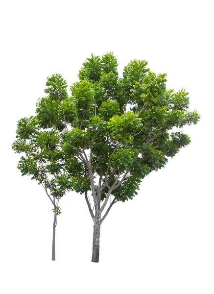 Mooie Groene Boom Geïsoleerd Witte Achtergrond — Stockfoto