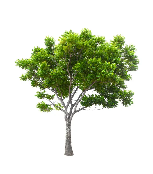 Piękne Zielone Drzewo Odizolowane Białym Tle — Zdjęcie stockowe