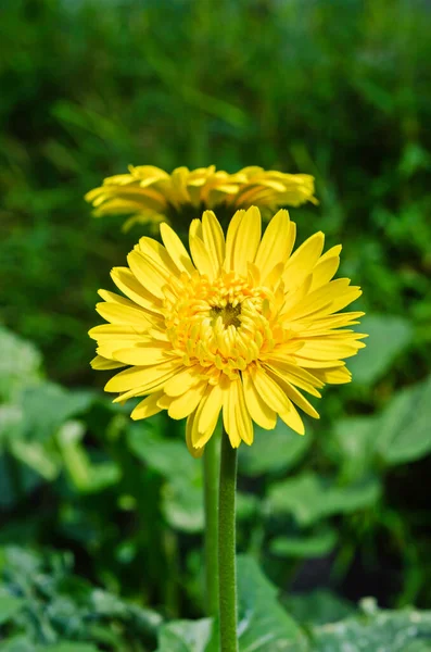 Doğada Çiçek Açan Sarı Kasımpatı Çiçeğinin Yakın Çekimi — Stok fotoğraf