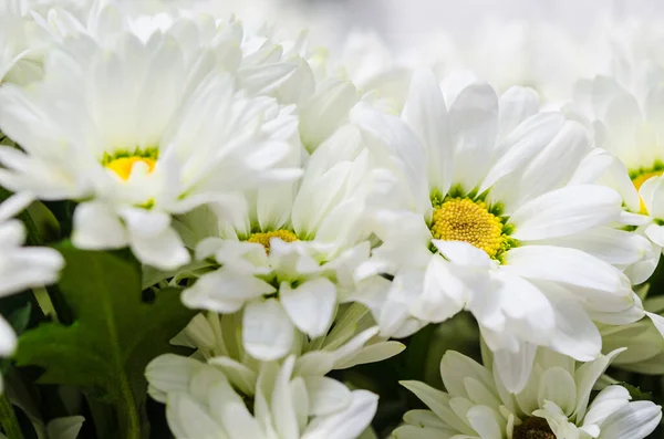 庭に太陽の光を受けた白い菊の花 — ストック写真