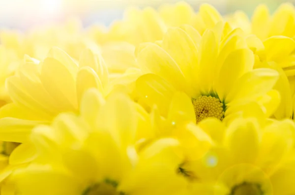 Zavřít Žluté Květy Chryzantémy Slunečním Světlem Zahradě — Stock fotografie
