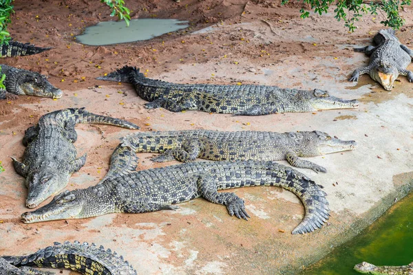 Crocodiles Sleeping Crocodiles Farm Thailand — Stock Photo, Image