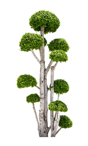 Όμορφο Πράσινο Δέντρο Απομονωμένο Λευκό Φόντο — Φωτογραφία Αρχείου