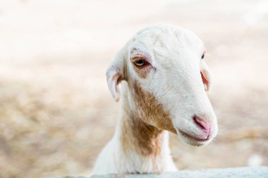 Çiftlikte göz koyunlarına yakın.