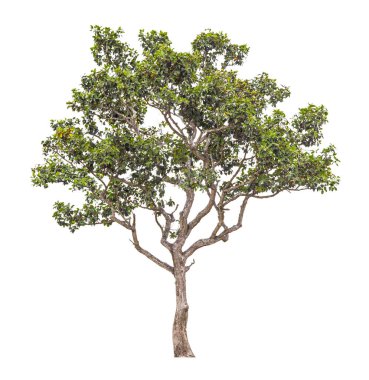 Beyaz arkaplanda izole edilmiş güzel yeşil ağaç.