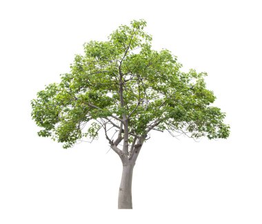Beyaz arkaplanda izole edilmiş güzel yeşil ağaç.