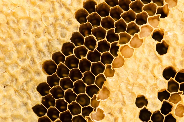 Closeup Bees Honeycomb Apiary — Stock Photo, Image