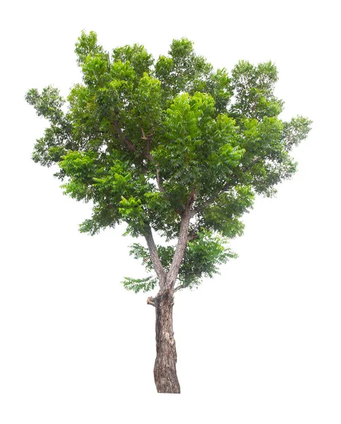 Bela Árvore Verde Isolada Fundo Branco — Fotografia de Stock