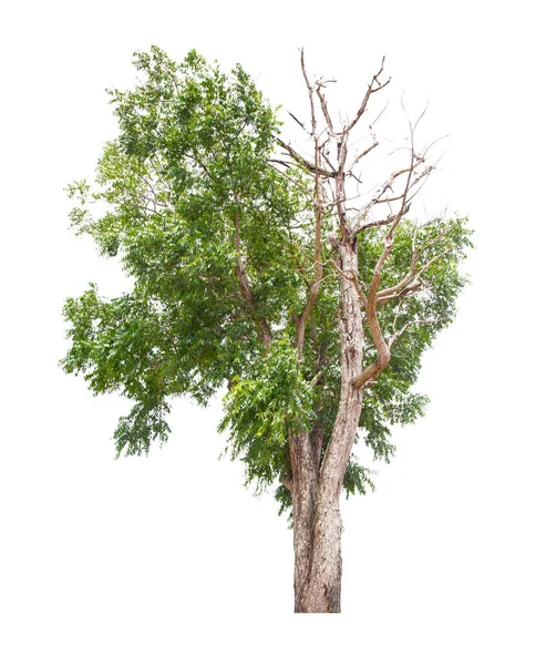 Dode Boom Aan Ene Kant Levende Boom Aan Andere Kant — Stockfoto