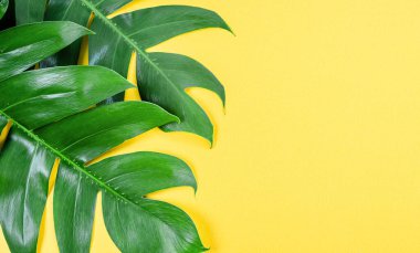 Sarı arkaplanda mesaj veya metin için boş alan olan yeşil yapraklar.