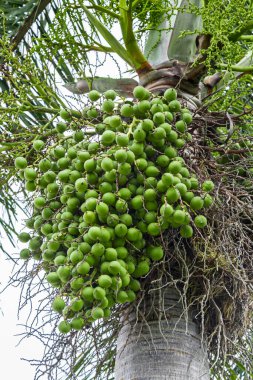 Areca catechu (Areca fındık palmiyesi, Betel fındığı) Hepsi bir araya toplanmış, sallanıyorlar. Doğal güneş ışığı.