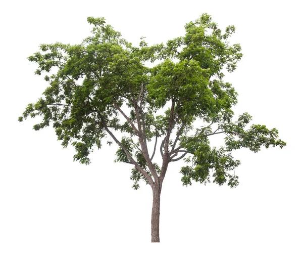 Mooie Groene Boom Geïsoleerd Witte Achtergrond — Stockfoto