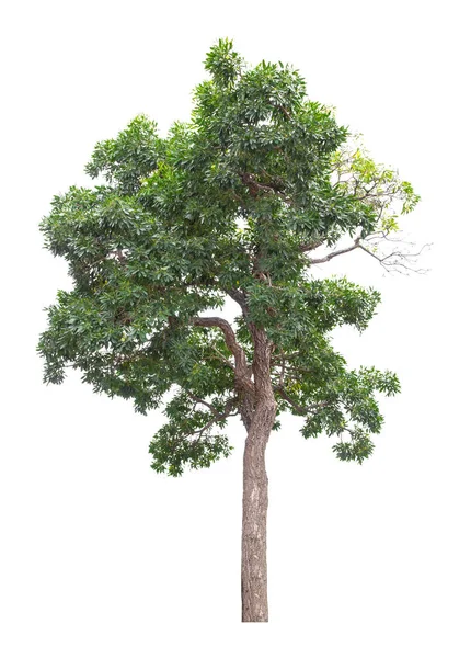 Красивое Зеленое Дерево Белом Фоне — стоковое фото