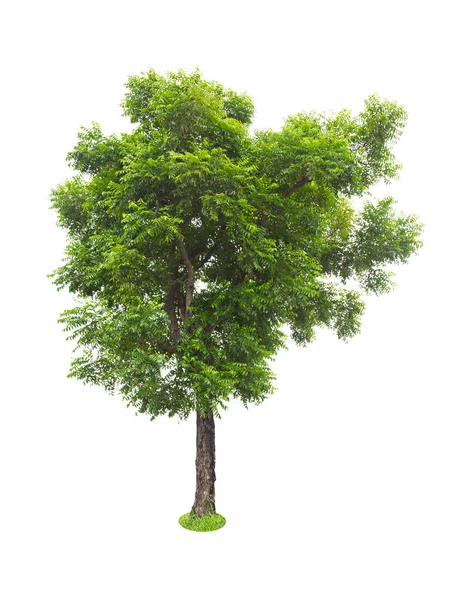 Smukt Grønt Træ Isoleret Hvid Baggrund - Stock-foto