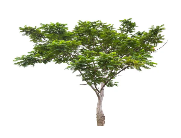 Mooie Groene Boom Geïsoleerd Witte Achtergrond — Stockfoto