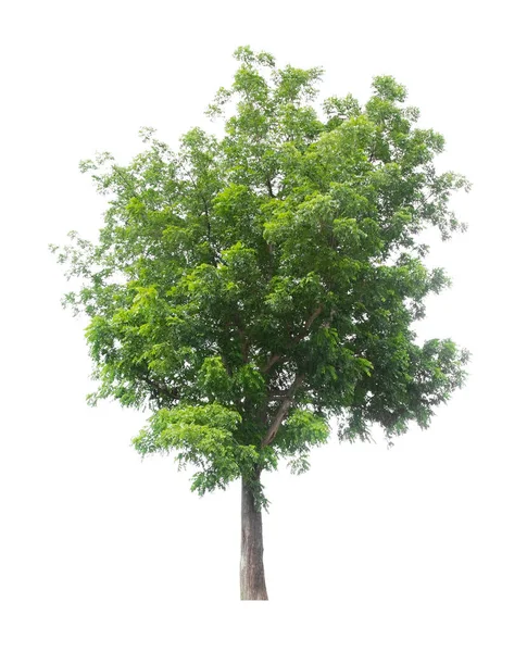 Krásný Zelený Strom Izolované Bílém Pozadí — Stock fotografie