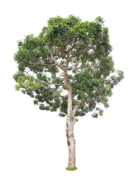 Beyaz Arkaplanda Izole Edilmiş Güzel Yeşil Ağaç — Stok fotoğraf