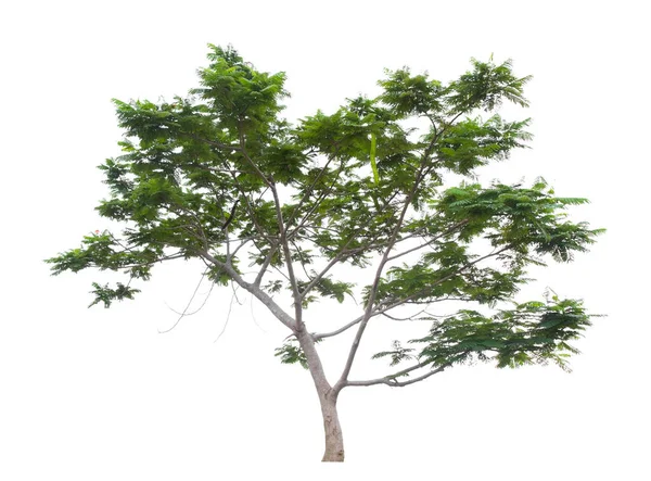Красивое Зеленое Дерево Белом Фоне — стоковое фото