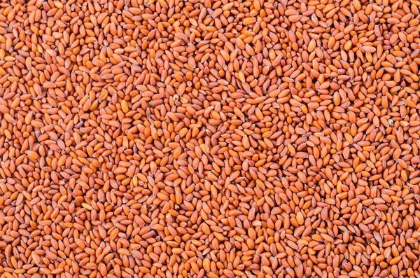 Seeds Lepidium Sativum Texture Background — Stock Photo, Image