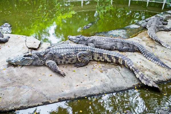 Crocodile Farm Many Feral Animals Zoo — Stock Photo, Image