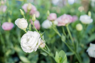Bahçede lisianthus çiçekleri var. Beyaz Lisianthus çiçek açıyor ve yeşil yapraklı tomurcuk açıyor.