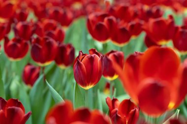 Kırmızı laleler. Koyu kırmızı yapraklı lale çiçekleri. çiçek düzenleme arkaplanı oluşturuluyor.