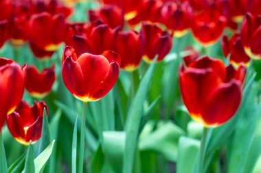 Kırmızı laleler. Koyu kırmızı yapraklı lale çiçekleri. çiçek düzenleme arkaplanı oluşturuluyor.