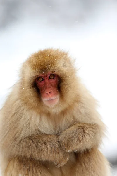 Macaco Fonte Termal — Fotografia de Stock