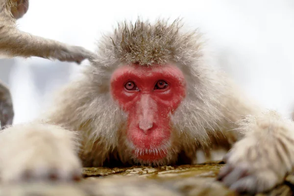 Macaco Fonte Termal — Fotografia de Stock