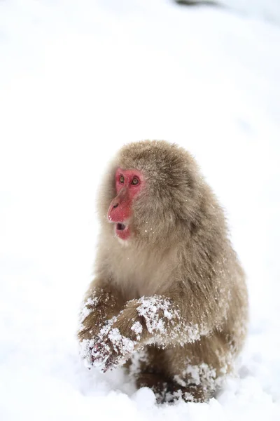 温泉猿 — ストック写真