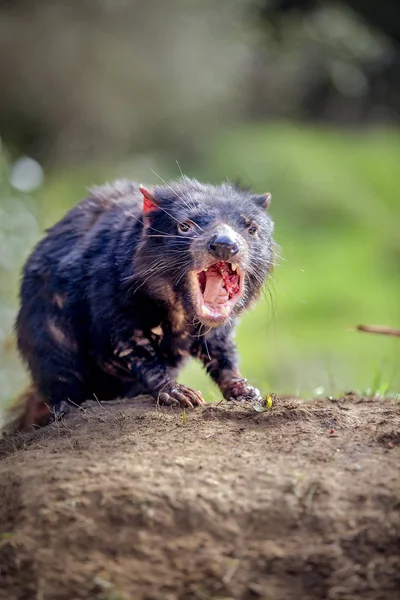 Diavolo Della Tasmania Australia — Foto Stock