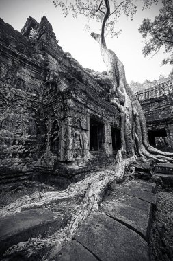Antik Angkor Wat, Cambodia