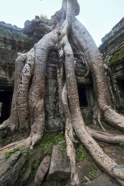 Antik Angkor Wat, Cambodia