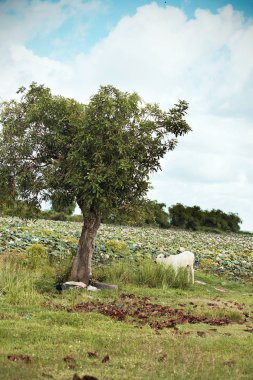 Barış çiftlik Kamboçya