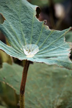 Lotus yaprağı üzerinde damla