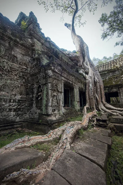Antik Angkor Wat, Cambodia