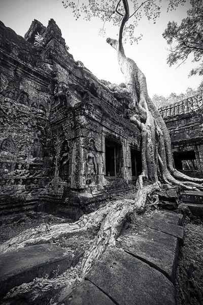 Antik Angkor Wat, Cambodia